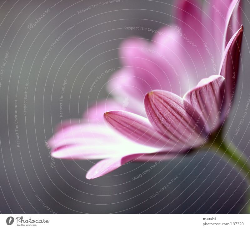 zart Natur Pflanze Blume Park weich grau violett rosa Stimmung Blüte Blütenblatt Licht sanft Frühling Frühlingsblume Farbfoto Außenaufnahme Textfreiraum links