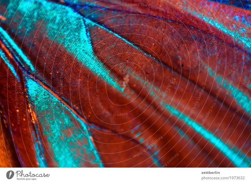 Schmetterling mehrfarbig exotisch Farbe Farbstoff Flügel Pigmentfleck Farbmittel prächtig Urwald tropisch Zeichnung Spektralfarbe Metall glänzend Insekt