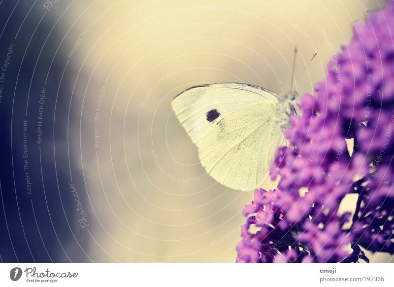 im Bauch Pflanze Tier Frühling Sommer Schmetterling 1 blau gelb violett Farbfoto Außenaufnahme Makroaufnahme Textfreiraum links Textfreiraum oben