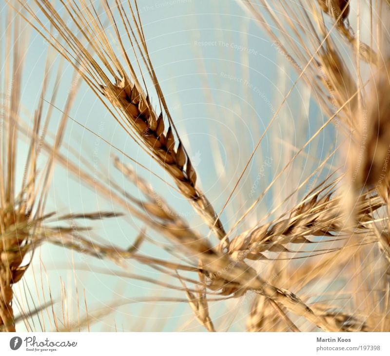 Lob der Landwirtschaft Natur Nutzpflanze Getreide Pflanze Ähren Sommer Bioprodukte ökologisch Farbfoto Außenaufnahme Detailaufnahme Makroaufnahme Gerstenähre