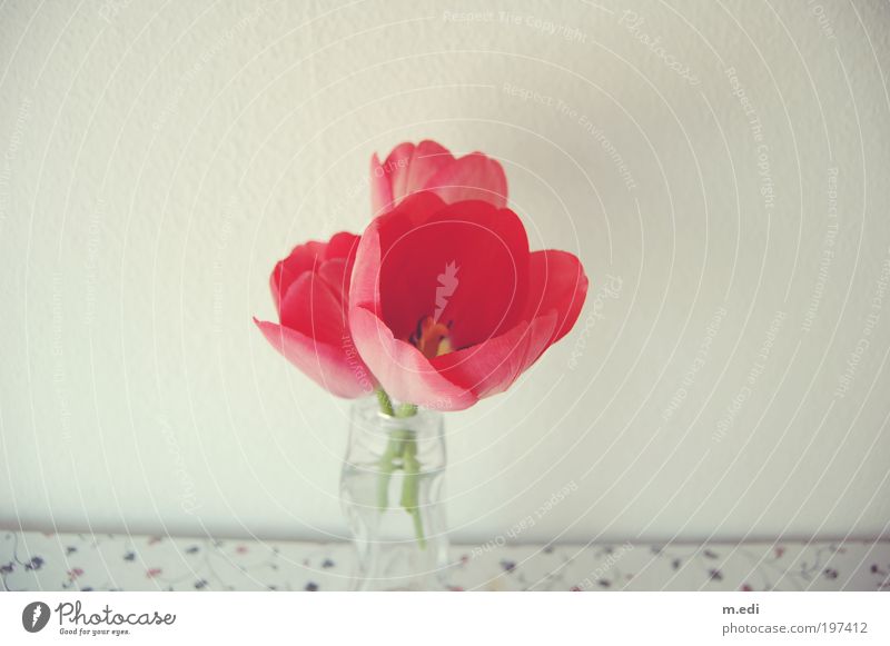 unecht Dekoration & Verzierung Tisch Blumenvase Pflanze Tulpe rot Farbfoto Innenaufnahme Nahaufnahme Menschenleer Textfreiraum links Textfreiraum rechts