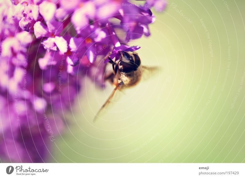 die Sache mit.. Pflanze Tier Frühling Sommer Biene Flügel 1 verblüht stachelig Wespen aufklären bestäuben Nektar Blühend Farbfoto mehrfarbig Außenaufnahme