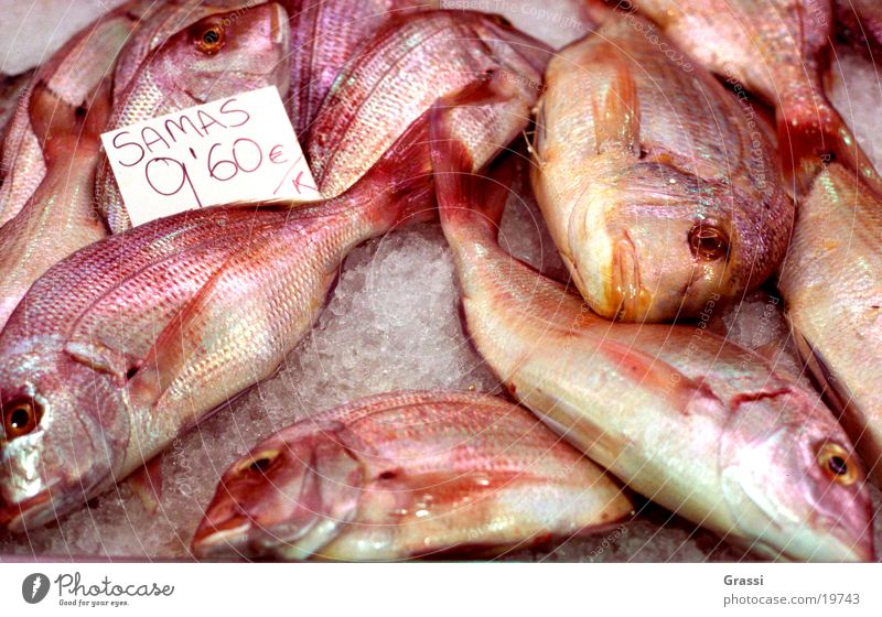 Samas Fisch Fischereiwirtschaft Markt Fischauge Schuppen Dorade Geruch Flosse Schwanz zappeln Eis Verkehr gepökelt gefroren Übelriechend Fischmarkt viele rot