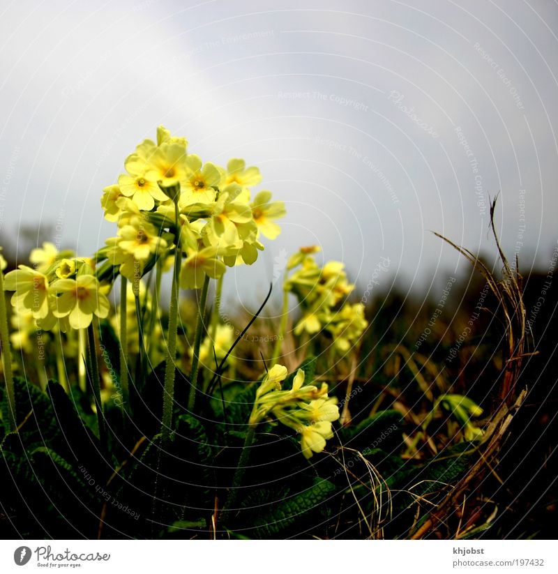 Licht in der Dunkelheit Natur Pflanze Erde Himmel Wolken Frühling Blume Wildpflanze Wald-Schlüsselblume Feld gelb Umwelt Umweltschutz Farbfoto Außenaufnahme