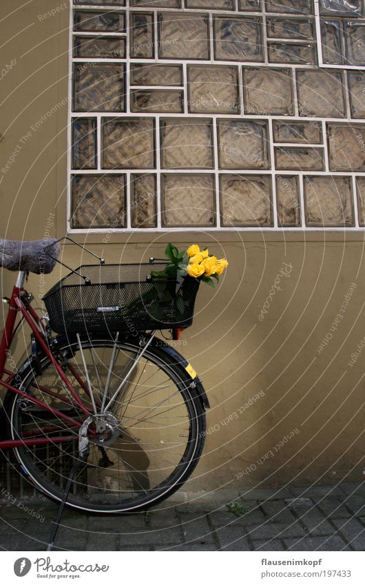 Rosen-Kurier Duft Sommer Blume Mauer Wand Fenster Fahrrad Farbfoto Außenaufnahme Menschenleer Tag