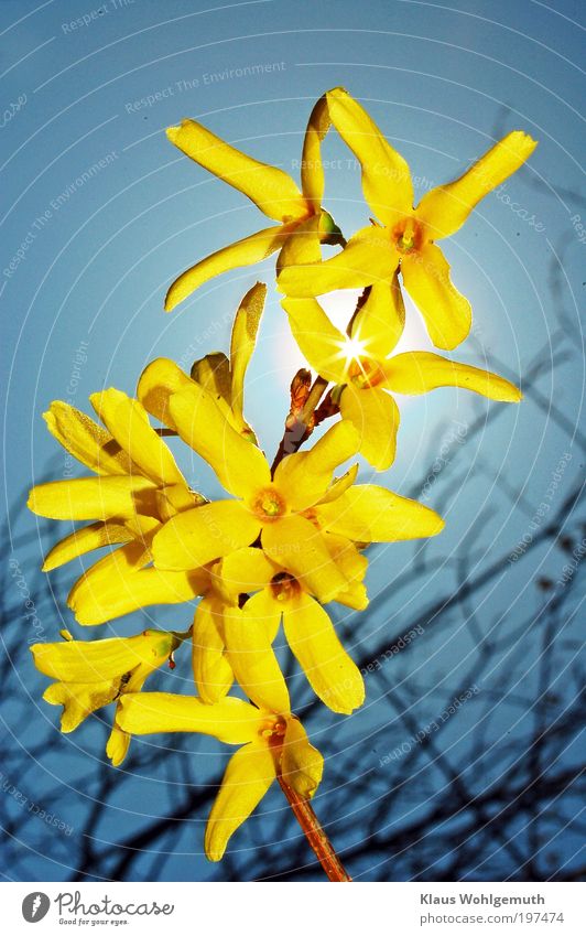 Blühender frosythienzweig vor sonnigem blauen Himmel exotisch Umwelt Natur Pflanze Sonne Sonnenlicht Frühling Schönes Wetter Blume Frosythie Zierstrauch