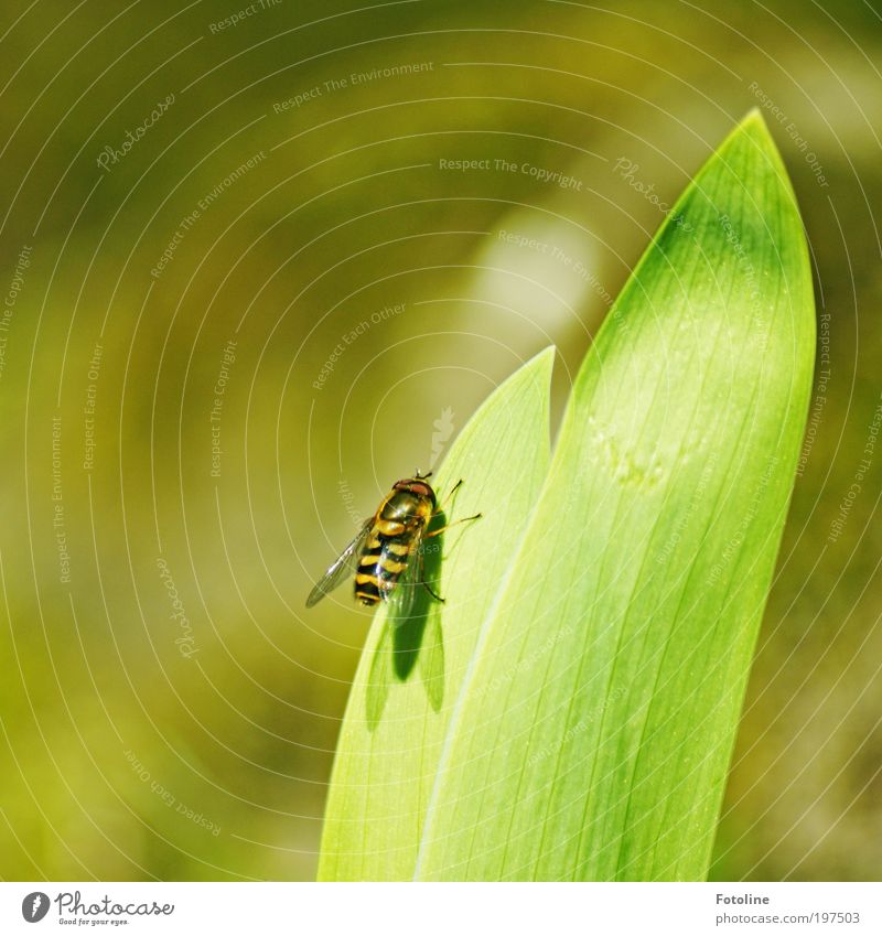 Kurze Pause Umwelt Natur Pflanze Tier Frühling Sommer Klima Wetter Schönes Wetter Wärme Blatt Park Teich Wildtier Fliege Flügel hell gelb schwarz Schwebfliege