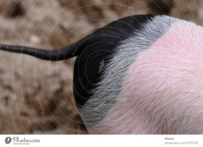Von wegen Ringelschwänzchen! [LUsertreffen 04|10] Tier Haustier Nutztier Fell Zoo Tierjunges lustig niedlich grau rosa schwarz Ferkel Schwein Gesäß Schwanz