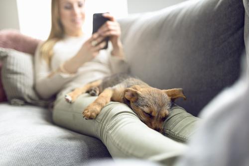 Welpe, der auf Eigentümerschößen schläft Erholung ruhig lesen Sofa Wohnzimmer PDA Frau Erwachsene Tier Haustier Hund Lächeln schlafen Geborgenheit Nähe