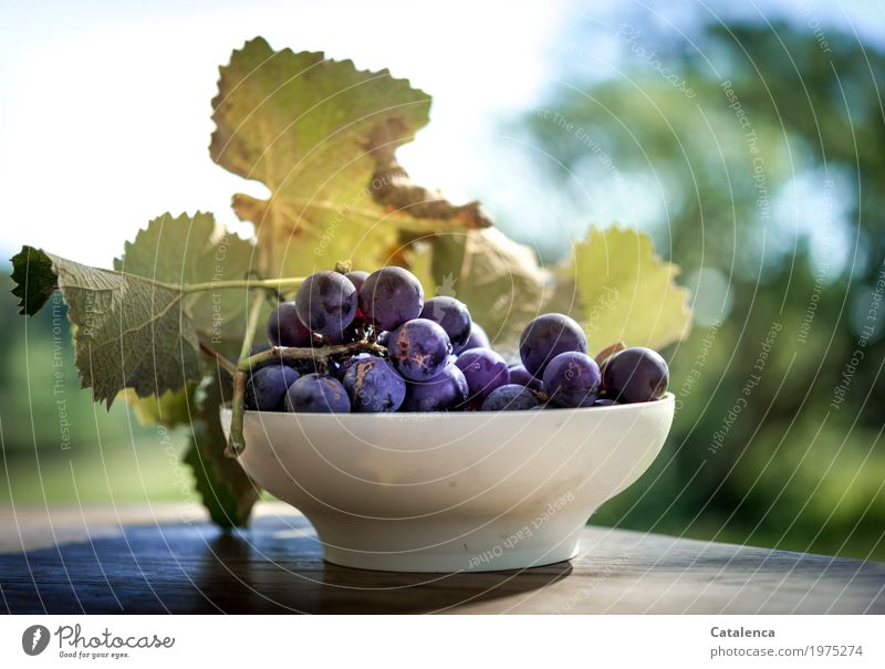 Uva chinche, Trauben in einer weissen Schale Frucht Schalen & Schüsseln Natur Blatt Weintrauben Garten authentisch frisch Gesundheit blau braun grün violett