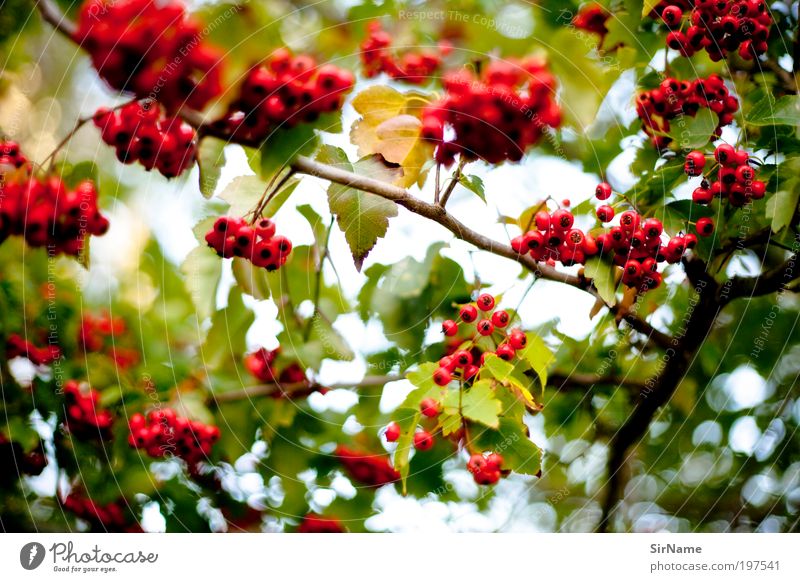 128 [restaurant d'oiseaux] Leben harmonisch Wohlgefühl Zufriedenheit Umwelt Natur Pflanze Frühling Herbst Baum Blatt Frühlingsgefühle ästhetisch Duft Erholung