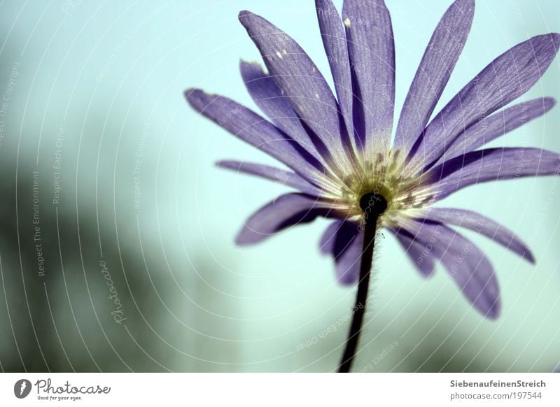 "Flieg mit mir - der Sonne entgegen" Natur Pflanze Luft Wolkenloser Himmel Frühling Schönes Wetter Blume Blüte Blühend Wachstum nah blau violett weiß Romantik