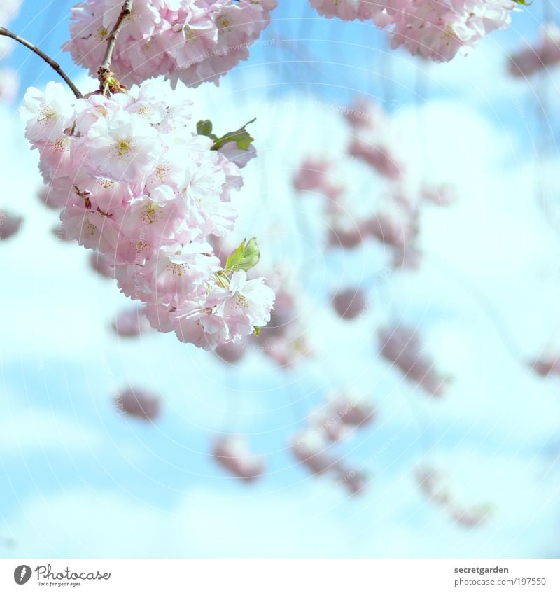 traumsequenz. Muttertag Kirschblütenfest Gartenarbeit Natur Pflanze Himmel Frühling Baum Blüte Park Blühend Duft leuchten schön Kitsch blau rosa Gefühle