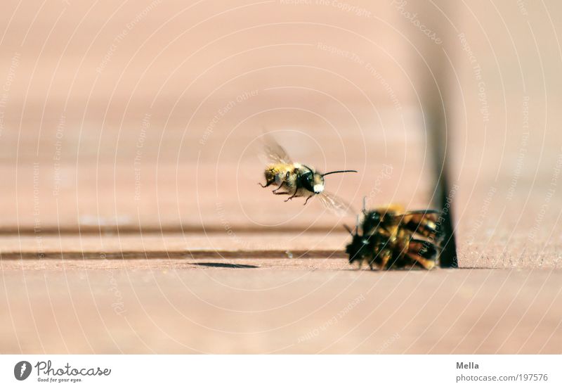 Voyeur Umwelt Natur Tier Biene 3 beobachten fliegen Blick Aggression klein nah natürlich Neugier Gefühle Stimmung Frühlingsgefühle Sympathie Zusammensein