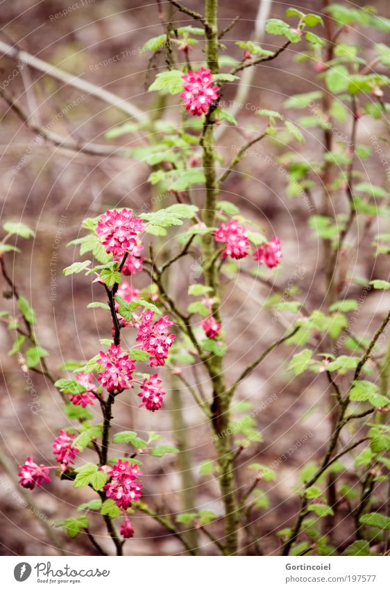 Wildwuchs [LUsertreffen 04|10] Umwelt Natur Pflanze Frühling Sommer Sträucher Blatt Blüte Wildpflanze Park Wiese grün rosa Unschärfe Ast Blütenpflanze schön