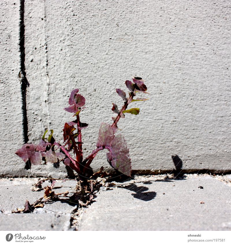 Unkraut vergeht nicht Umwelt Natur Pflanze Blume Blatt Wildpflanze Mauer Wand Straße Wege & Pfade Tapferkeit Leben Wachstum Farbfoto Nahaufnahme