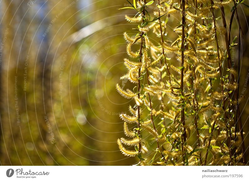 Frühling Umwelt Natur Pflanze Klima Wetter Schönes Wetter Baum Blume Sträucher Park Holz ästhetisch dünn Freundlichkeit Fröhlichkeit saftig braun gelb gold