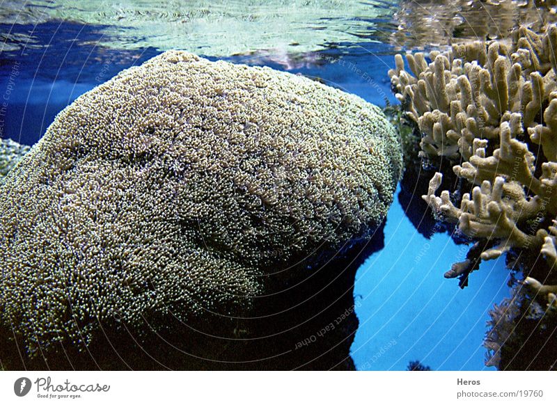 Korallen Meer Wasser Unterwasserlandschaft