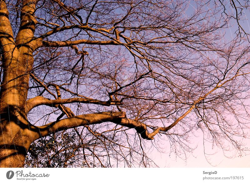Der Baum Pflanze Sonnenaufgang Sonnenuntergang Frühling groß schön braun violett rosa Frühlingsgefühle Kraft Macht geduldig ruhig komplex Natur Stil Umwelt