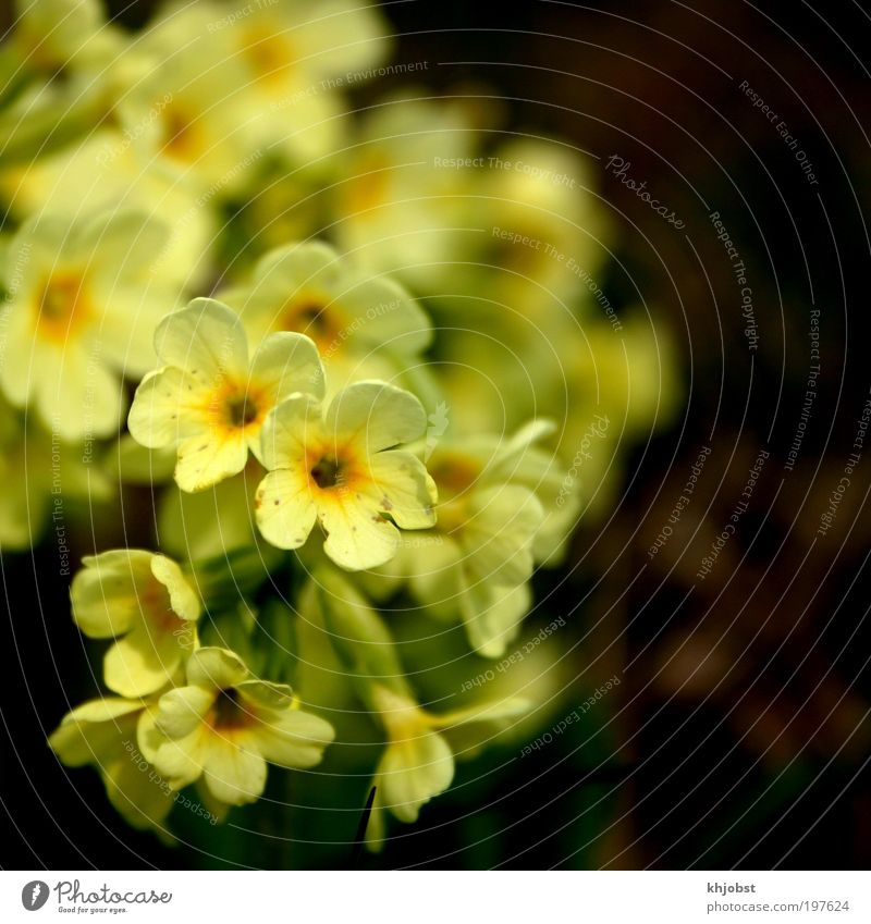gelber Schrei Natur Pflanze Frühling Blume Wildpflanze Wald-Schlüsselblume Umweltschutz Farbfoto Außenaufnahme Nahaufnahme Menschenleer Hintergrund neutral Tag