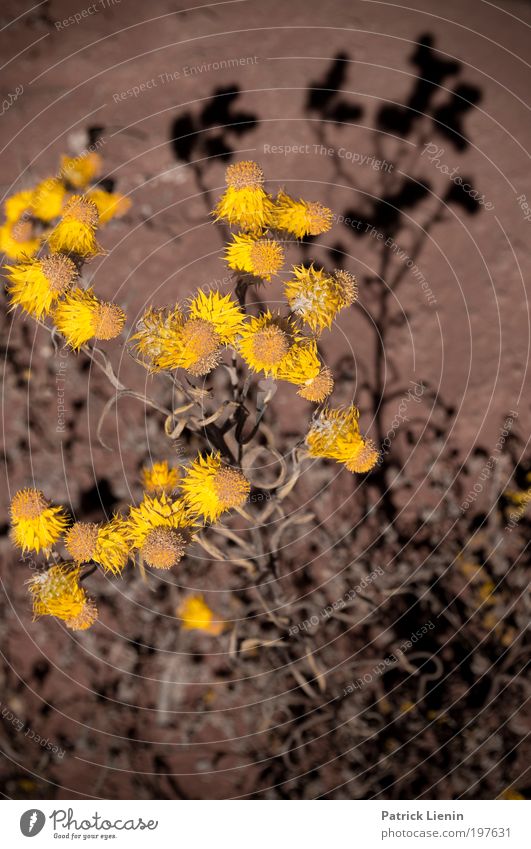 licht und schatten Umwelt Stimmung Astern Blüte Stengel gelb schwarz Kontrast Schatten rot viele Pflanze trocken vertikal heiß schön Halbwüste Outback Ausflug
