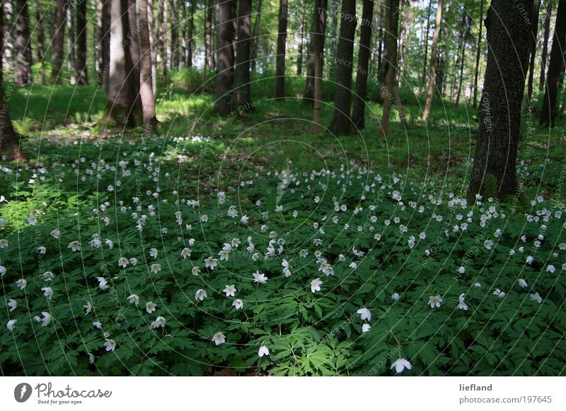 Waldwiese in Lettland Natur Pflanze Frühling Baum Blume Grünpflanze Wildpflanze Anemonen Wiese ästhetisch schön viele grün Frühlingsgefühle Romantik Leben
