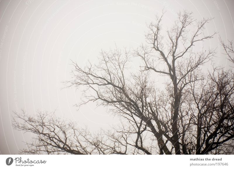 KNOCHIG Umwelt Natur Landschaft Pflanze Himmel Wolken Winter Klima schlechtes Wetter Nebel Schnee Baum Feld alt bedrohlich dunkel gruselig kalt Ende Verfall