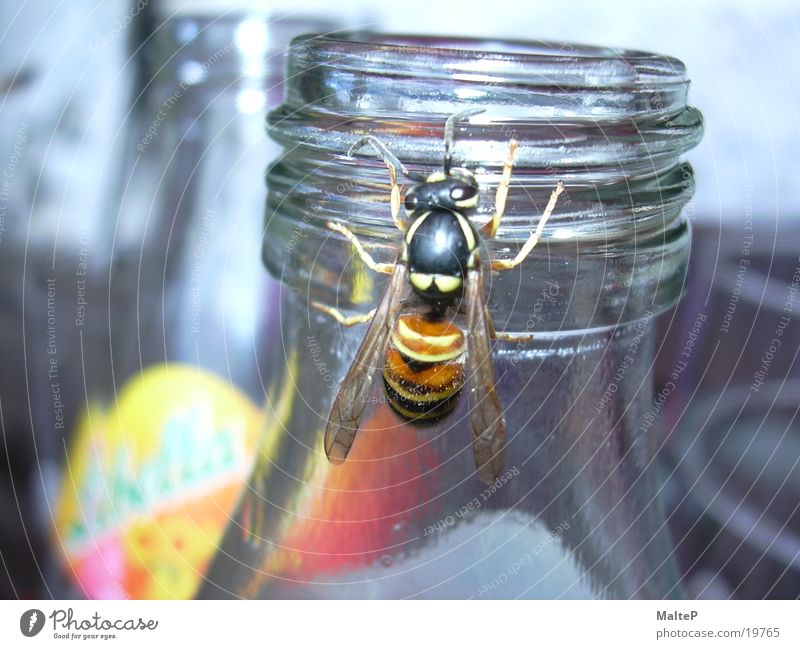 Wespe auf Futtersuche Wespen Insekt Zucker Verkehr Flasche Nahaufnahme Limonade