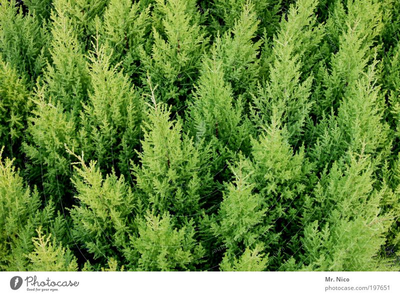 grüne versammlung Natur Sträucher Grünpflanze winterhart Immergrüne Pflanzen Lebensbaum Hecke Wachstum tuja Frühling verzweigt frühlingsbote gartenbau thuja
