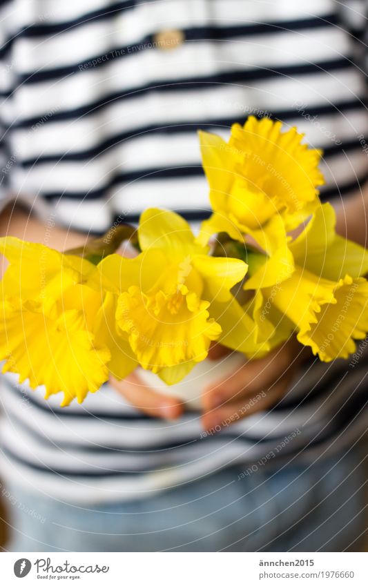 Narzissen Blume gelb Hand Kind Vase weiß gestreift Frühling hell festhalten Natur Pflanze