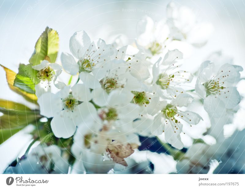 Kirschblütenzeit Natur Frühling blau grün weiß Farbfoto mehrfarbig Außenaufnahme Detailaufnahme Tag Sonnenlicht