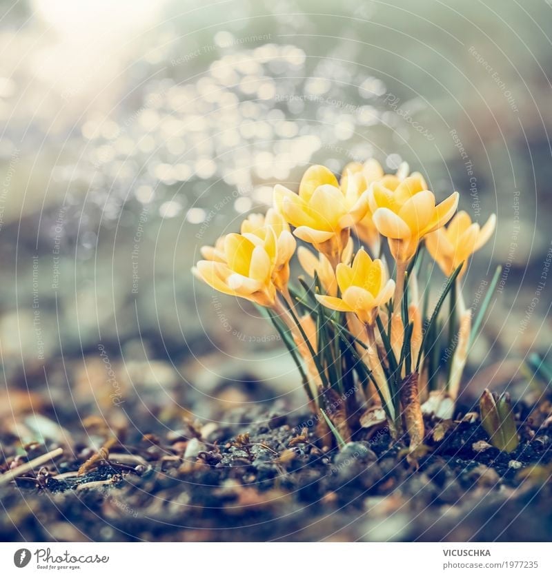 Frühling Natur mit gelbe Krokusse Lifestyle Design Garten Landschaft Pflanze Schönes Wetter Blume Blatt Blüte Park Blühend weich Hintergrundbild