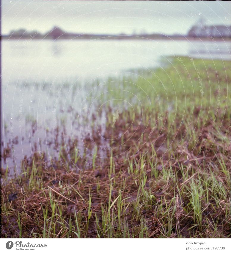 die Elbe Umwelt Natur Landschaft Frühling Klimawandel schlechtes Wetter Gras Grünpflanze Wiese Flussufer Heinrichsberg Menschenleer grün ruhig Mittelformat