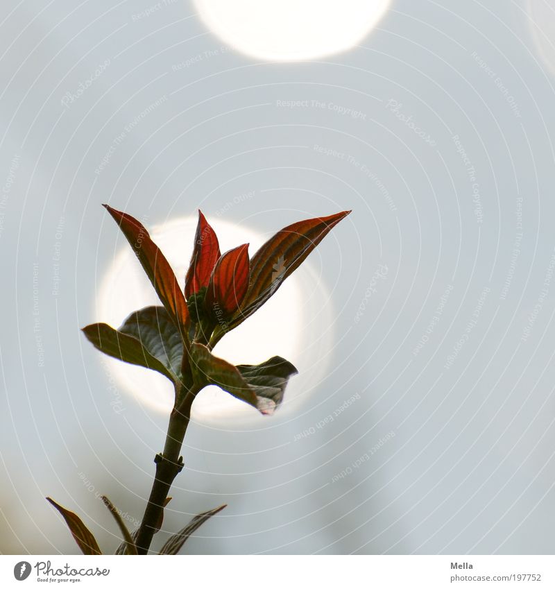 Für Fotoline Umwelt Natur Pflanze Blatt Wachstum Farbfoto Außenaufnahme Nahaufnahme Tag Licht Reflexion & Spiegelung Lichterscheinung