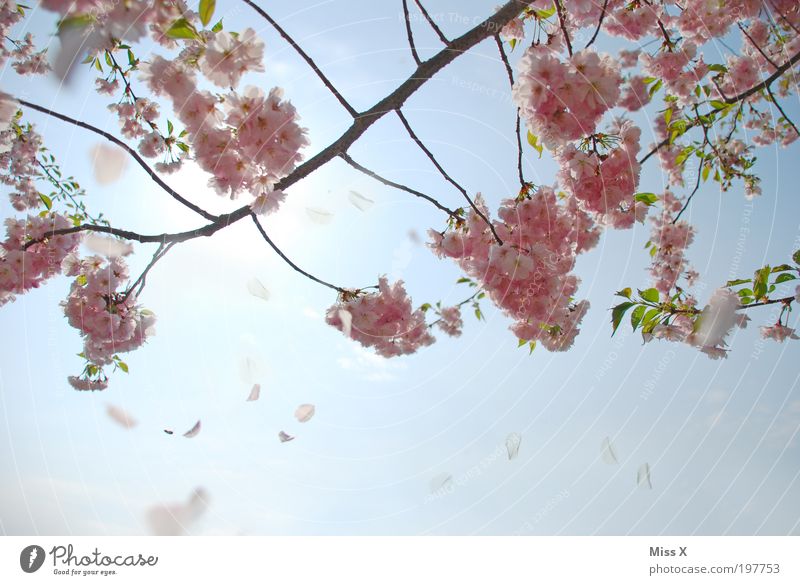 Für Dich solls rosa Kirschblüten regnen Natur Himmel Frühling Schönes Wetter Baum Blüte Park schön Farbfoto mehrfarbig Außenaufnahme Kontrast