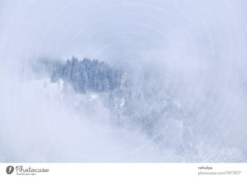 Bergspitze im Winter Nebel Ferien & Urlaub & Reisen Schnee Berge u. Gebirge Natur Landschaft Wolken Wetter Baum Wald Alpen Gipfel Gelassenheit alpin nadelhaltig