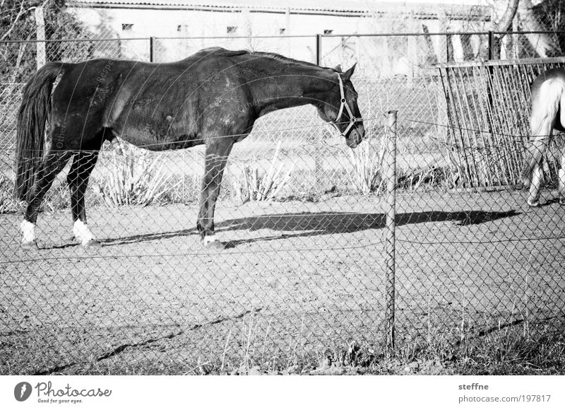 Fury Tier Pferd 1 schön Schatten Fellfarbe Weide Schwarzweißfoto Außenaufnahme Tag Licht Kontrast Tierporträt