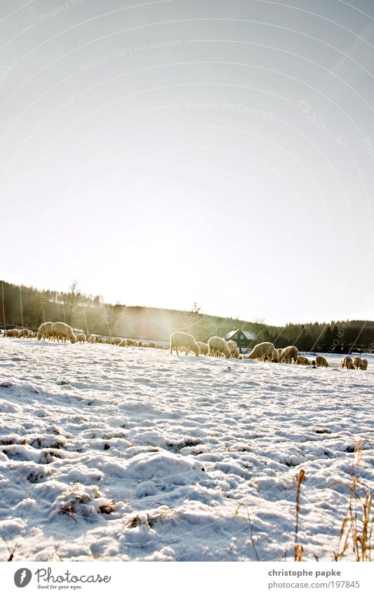 Bei Kälte trägt man Pelz Wolkenloser Himmel Winter Eis Frost Schnee Feld Alpen Dorf Menschenleer Nutztier Schaf Herde Fressen frieren kalt Wolle Schafherde