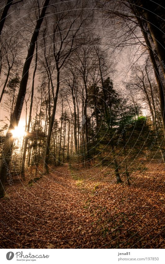 Herbstwald Ausflug Sonne Umwelt Natur Landschaft Pflanze Erde Sonnenaufgang Sonnenuntergang Sonnenlicht Schönes Wetter Baum Wildpflanze Wald Schweiz