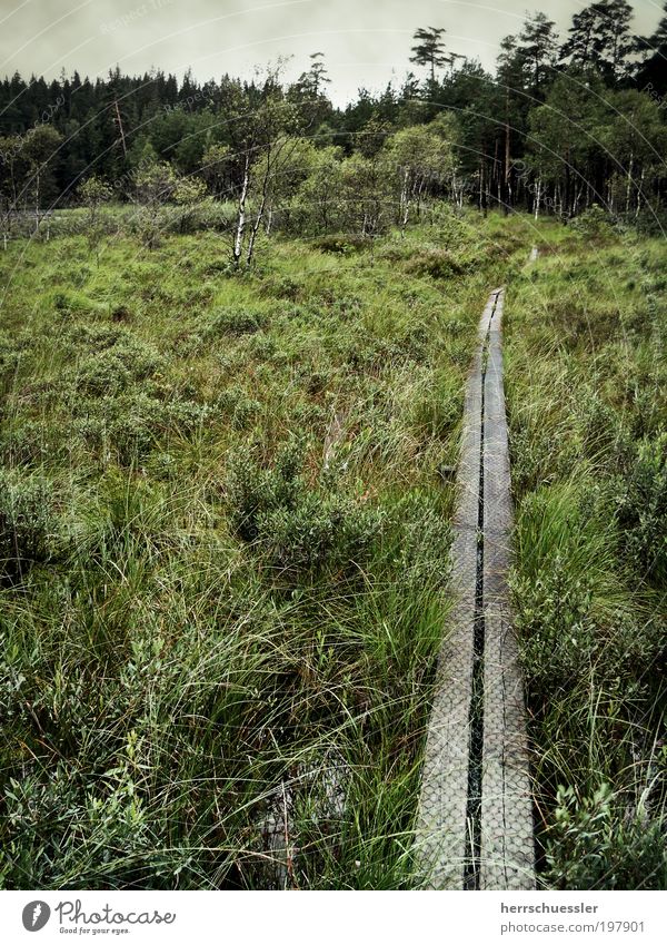 Auf dem Holzweg Ausflug Expedition Natur Landschaft Pflanze Gras Sträucher Moorbirke Wald Sumpf Schweden Wege & Pfade dunkel grün Einsamkeit bedrohlich