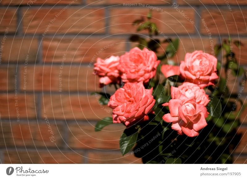 Blümsche Umwelt Natur Pflanze Blume Rose Blatt Blüte Garten Mauer Wand Stein Linie frisch schön rosa rot Farbfoto Außenaufnahme Detailaufnahme Menschenleer