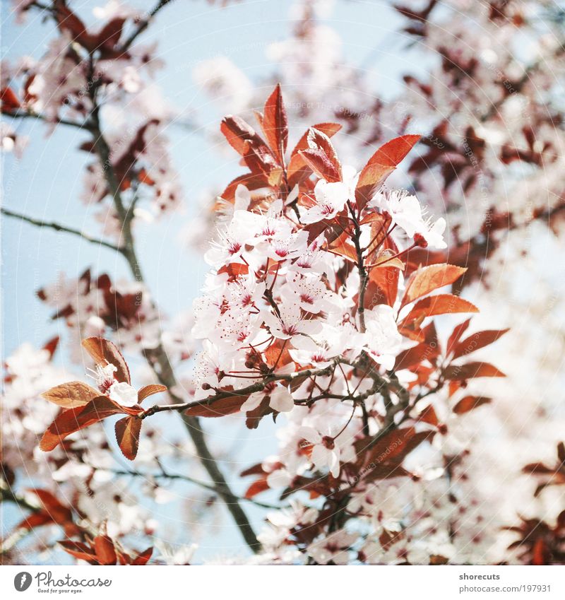 i met spring ruhig Sonne Pflanze Baum Kirschblüten Frühling Duft frisch Gefühle Stimmung Glück Frühlingsgefühle Romantik schön ästhetisch Klima Sonnenlicht