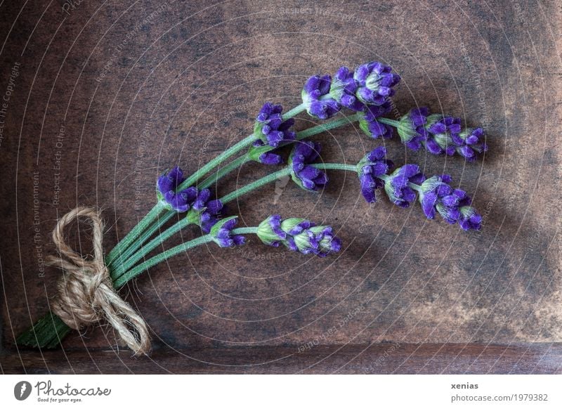 Lavendelsträußchen Kräuter & Gewürze Ernährung Bioprodukte schön Erholung Sommer Blüte Lavendelernte Blumenstrauß Schleife Holz Duft braun grün violett Schnur