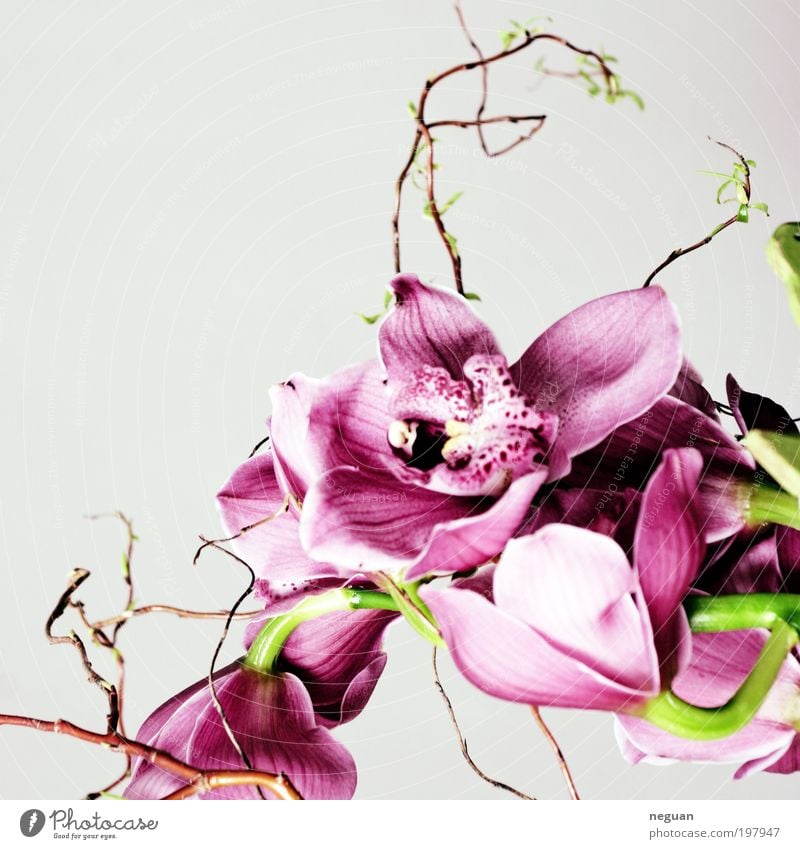spring elegant Glück Dekoration & Verzierung Pflanze Blume Orchidee Blüte exotisch frisch schön positiv weich rosa rot Frühlingsgefühle Farbfoto Innenaufnahme