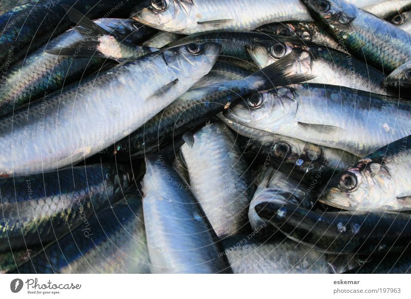 Heringe Ernährung authentisch viele grau clupea harengus Kieme Atlantik gefangen Haufen Anzahl mehrere silbern schuppig blau Fang ganze frisch Fisch