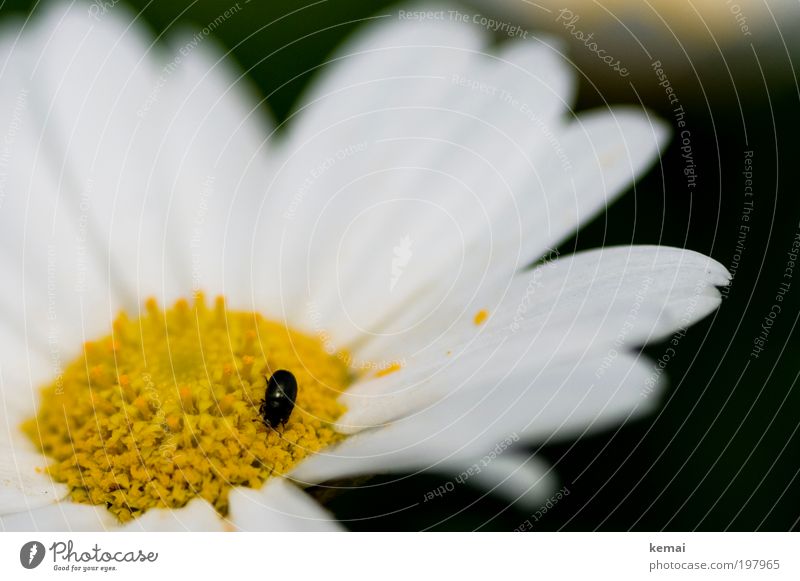 Ein guter Bug, wenn auch nicht tot Umwelt Natur Pflanze Tier Frühling Sommer Schönes Wetter Wärme Blume Blüte Topfpflanze Margerite Blütenblatt Nutztier Käfer