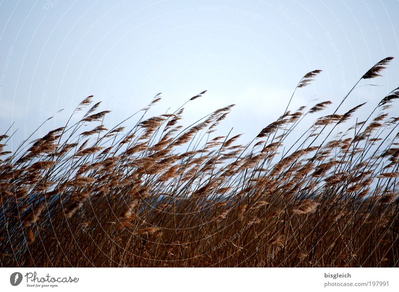 Gras Pflanze Himmel Wind Küste Seeufer blau braun Farbfoto Gedeckte Farben Außenaufnahme Textfreiraum oben Dämmerung Sonnenlicht Gegenlicht Zentralperspektive