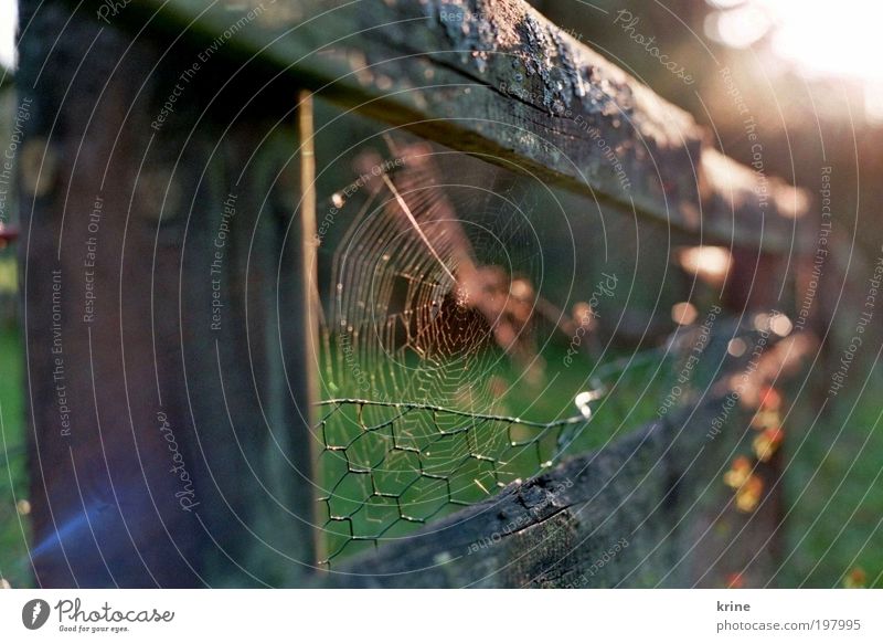 Pfui Spinne Garten ästhetisch Frühlingsgefühle Optimismus Vertrauen Sicherheit schön ruhig Hoffnung Glaube spinnen Spinnennetz Natur Naturliebe Zaun Zaunpfahl
