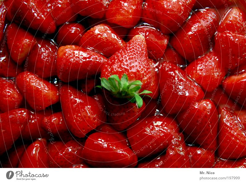 rot mit geschmack Frucht Dessert Marmelade Erdbeeren strawberries süß lecker Pflanze Umwelt Bioprodukte Erdbeersorten Erdbeerkuchen Lebensmittel Ernährung