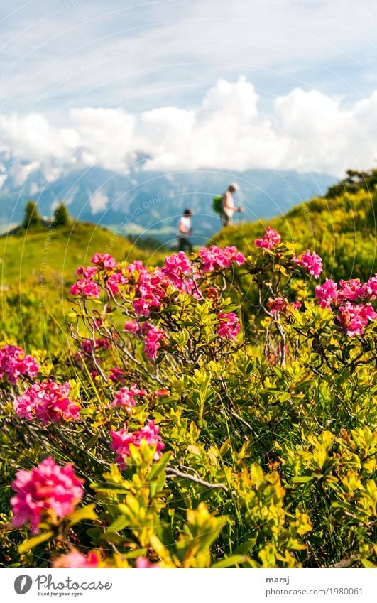 Wandern im Almrausch ruhig Ferien & Urlaub & Reisen Tourismus Ausflug Berge u. Gebirge wandern Mensch 2 Natur Pflanze Frühling Blüte Wildpflanze Alpenrose